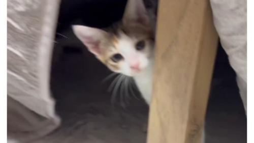 こたつの中にいる子猫