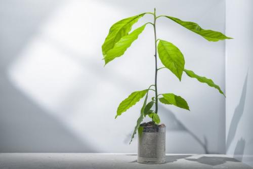 観葉植物