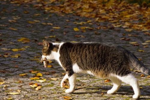 枯れ葉を運ぶ猫