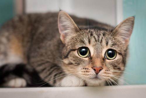 身を低くして不安そうな猫
