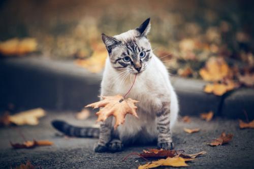 モミジの葉をかじる猫