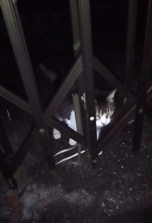 外に繋がれている猫