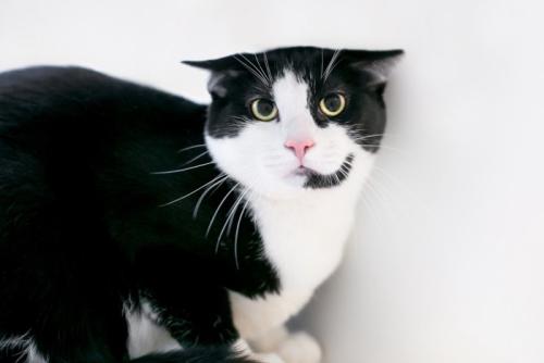 壁際でイカ耳になっている猫