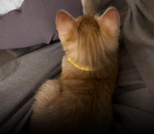 子猫の後ろ姿