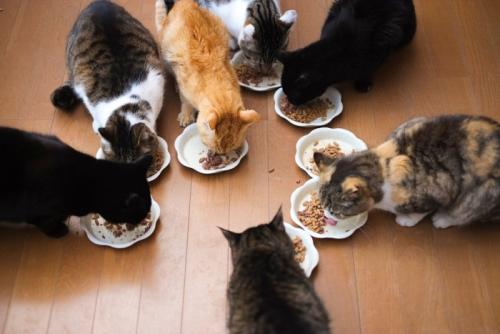 多頭飼育の食事風景