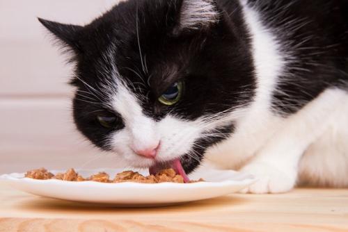 夢中で食べる猫