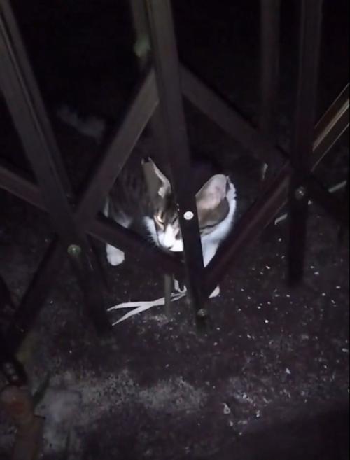 外に向かって鳴く猫