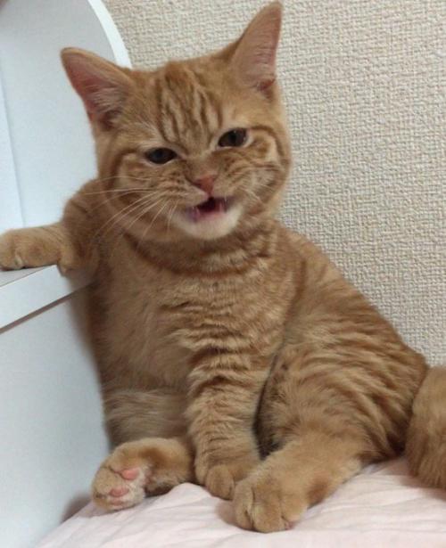 カメラを見つめながら目を細めて口を開く猫