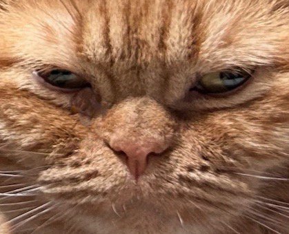 目を細める猫