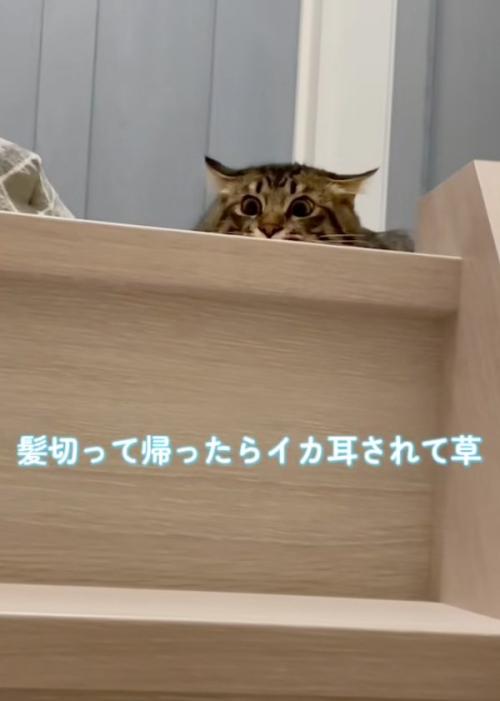 見下ろす猫
