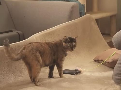 リビングの猫