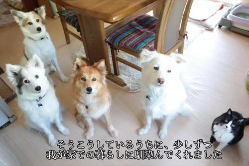 犬と並んで座る猫