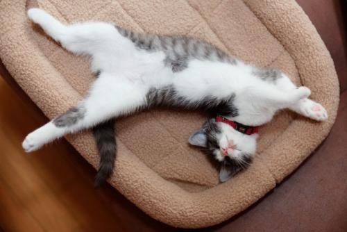 リラックスして寝る猫