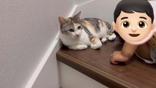 話を聞く猫