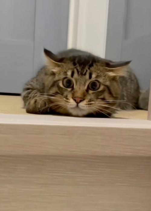 目を合わせた猫