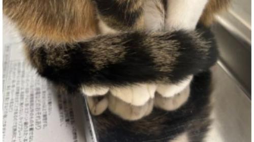 猫の脚と尻尾