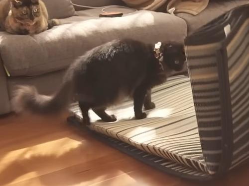 マットに乗る猫