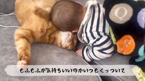 もふもふが気持ちいい