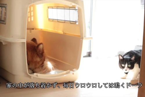 家の中を歩く猫