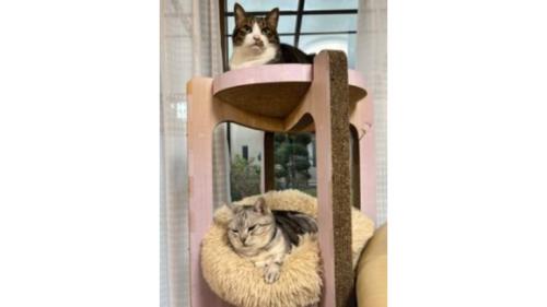 キャットタワーにいる猫たち