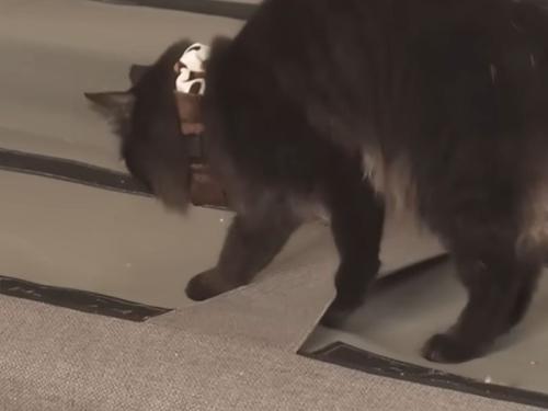 ソファの上の猫