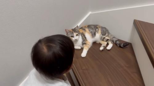 男の子の話を聞く猫