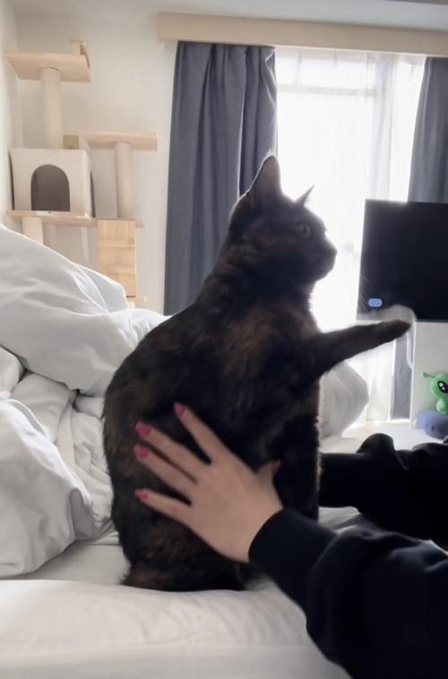 ママに伸びを手伝ってもらうサビ猫