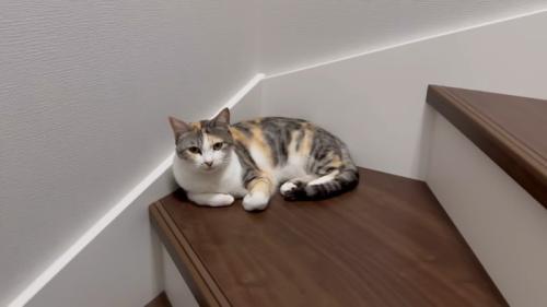 階段でくつろぐ猫