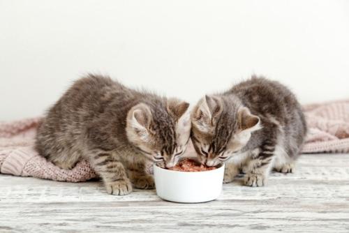 エサを食べる2匹の子猫