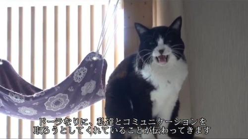 鳴いている猫