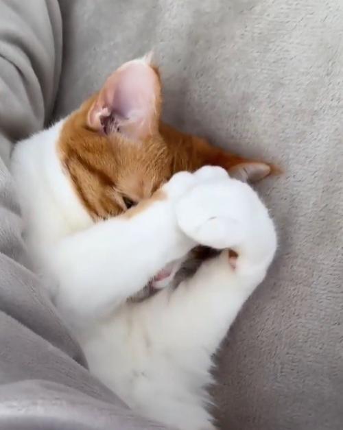 顔を覆っていた前足の力を抜く猫