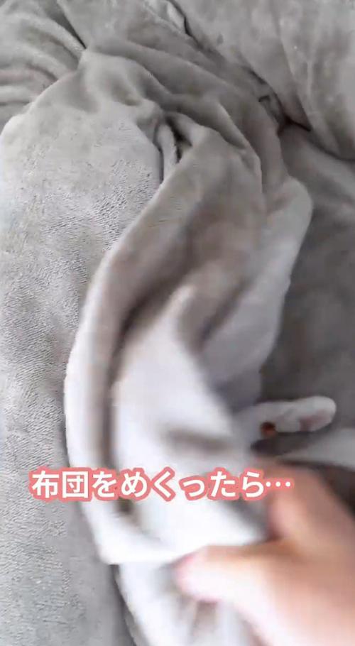布団をめくる飼い主