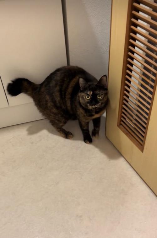 脱衣所の扉の前で体を翻すサビ猫