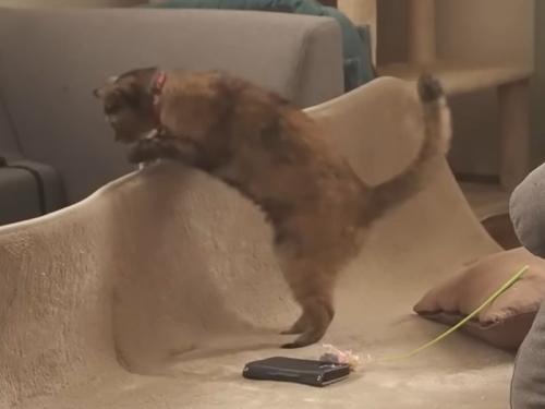 リビングの猫