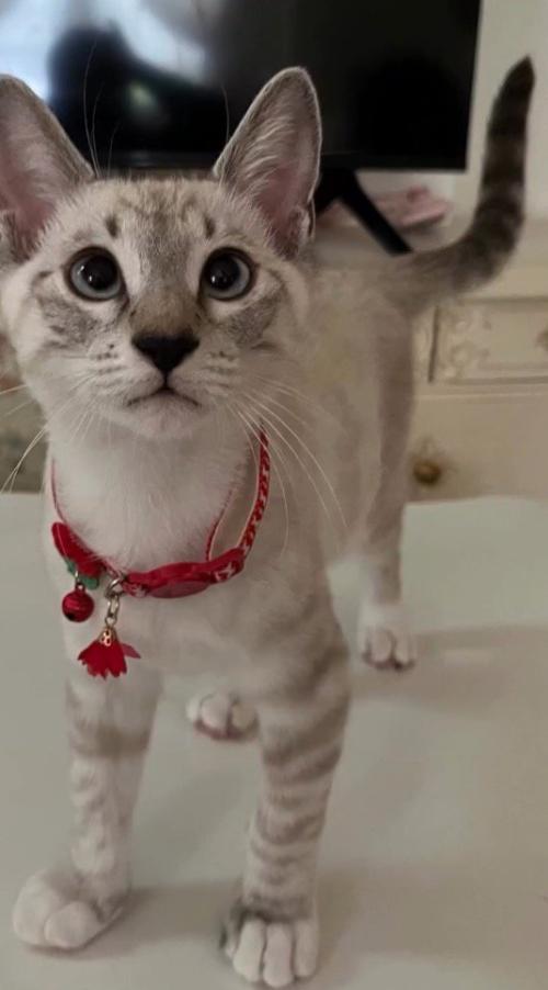テーブルの上に立つ猫