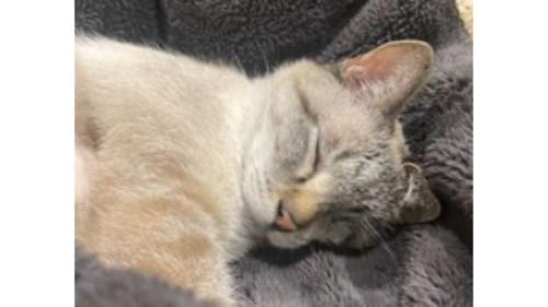 眠る猫