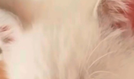 子猫の白い毛