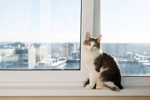 窓辺で座っている猫