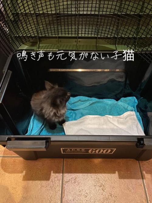 箱の中にいる横を向いた子猫