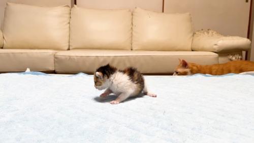 歩いて来たむぎくん