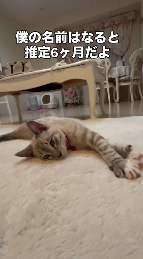 床に寝そべる猫