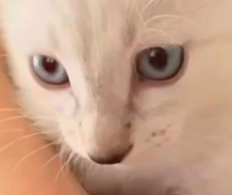 子猫の青い目
