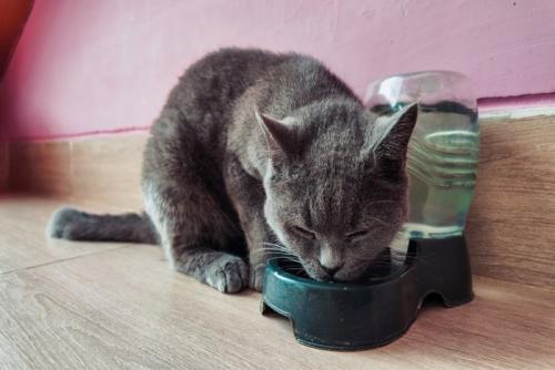 水を飲むグレーの猫