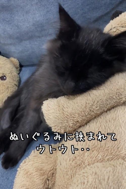 寝ている子猫