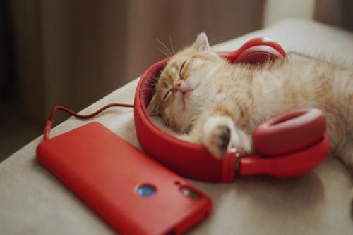 音楽を聴く猫