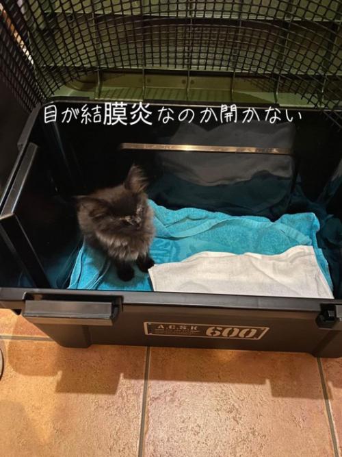 目が開かない子猫