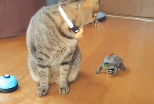 スケボーで追いかける亀