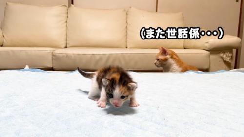 (また世話係…)