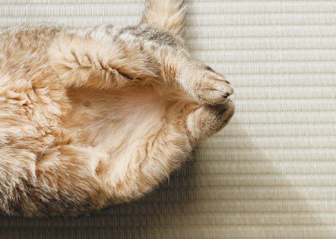 へそ天で眠る猫（足元アップ）