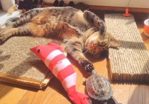 亀に触れる猫